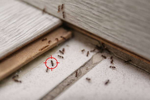 Best Commercial Pest Control Services  in Marlinton, WV