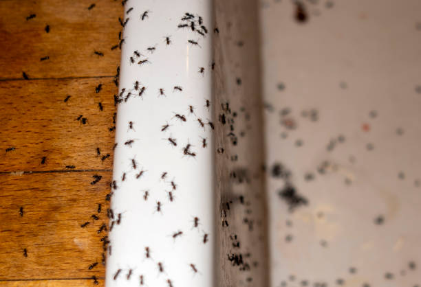 Best Pest Removal Services  in Marlinton, WV