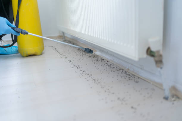 Best Emergency Pest Control  in Marlinton, WV