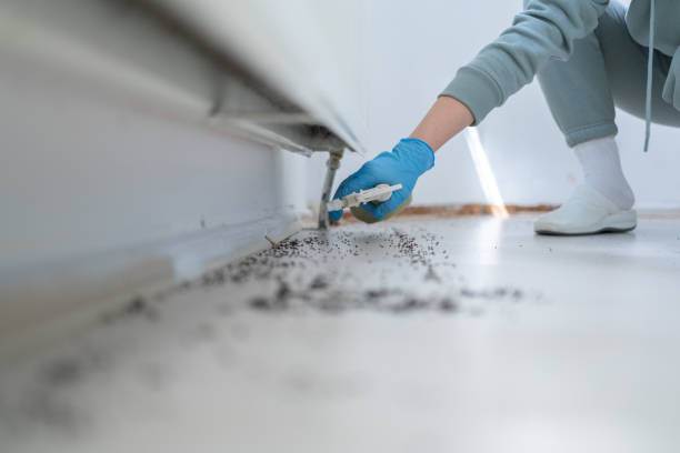 Best Ant Control Services  in Marlinton, WV